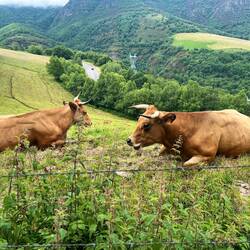 Cows and about 10 babies along the hillside