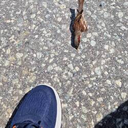 Ich kann aber auch (mit) Vögeln