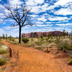 Uluru ... from the sunrise viewing area — Uluru-Kata Tjuta National Park, NT.