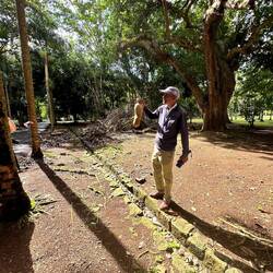 Leberwurstfrucht ca. 7kg