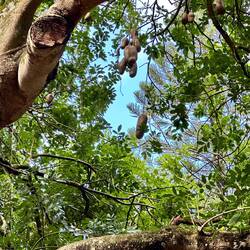 Leberwurstbaum mit Frucht