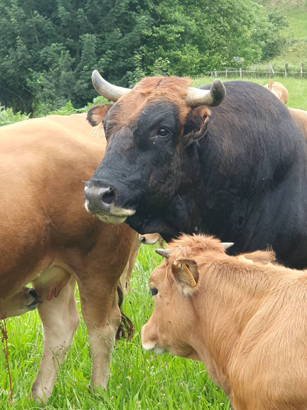 Can't be in Spain and not meet with a bull!
