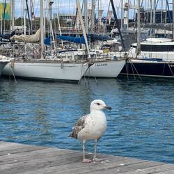 We asked the seagull for the inside scoop on the cup, but he remained tight-beaked