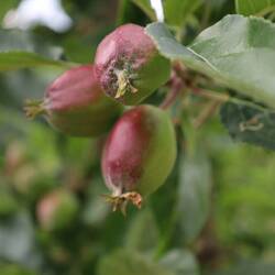 Ca. 40 % der gesamten Obstproduktion des Landes kommt von hier😯