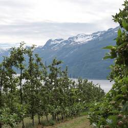 Der Hardangerfjord ist der Obstgarten Norwegens 🍎🍐🍒