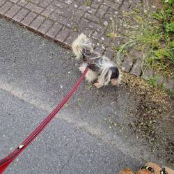 We were so proud when Leo walked some of the way back from the brewery on his lead.