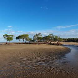 Mangroves at mouth of Running Creek