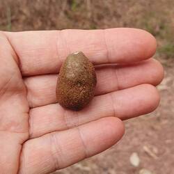 Canarium fruit (nut), favoured by the Palmy that visited our camp