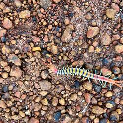 Ein bunter Hundertfüßler