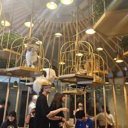 Cat cafe