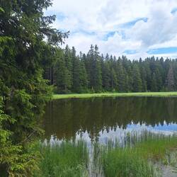 Biotop schwarze Lacke