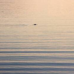 Ein Wal. Ein Lütter. Dahinten.