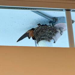Barn swallow nest at the marina