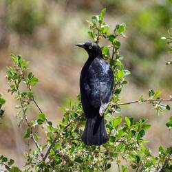 Brewer's Blackbird — Colorado Springs, CO.