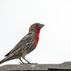 House Finch — Colorado Springs, CO.