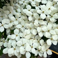 Dogwood Tree, the province's official flower