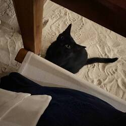 und en Bsuecher bim esse hämmer au gha 🐈‍⬛