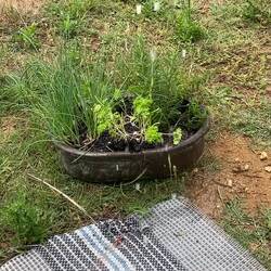 Unsere Kräuterbewässerung