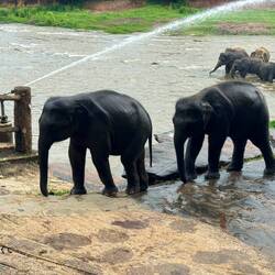 Das si d Zwillinge di si 2 Jahr alt