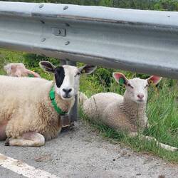 Mehr Schafe als Einwohner im Land. Sie sind überall😅