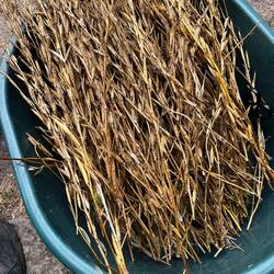 Ruccolasamen herauslösen