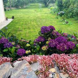 Purple hydrangea
