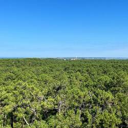 ... über die Wipfel geschaut