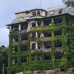 Overgrown house in bled