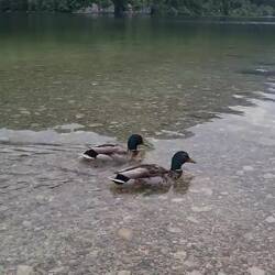 Bohin ducks