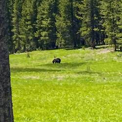 ...and we saw a bear 🐻