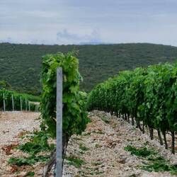 Tons of vineyards all over the Island