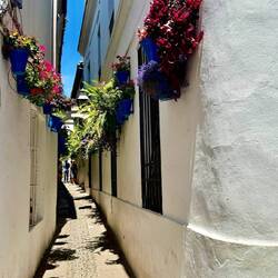 Cordoba is full of narrow streets lined with flowers like these.