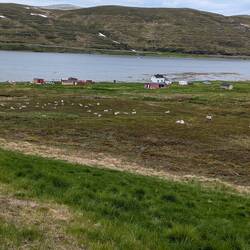 Eine faule Rentierherde