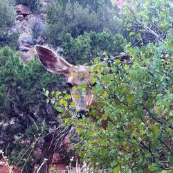 This cute deer was having breakfast right next to the trail