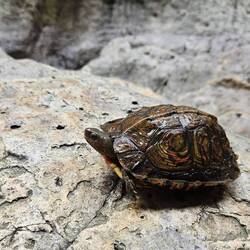 De mascotte van onze tocht!