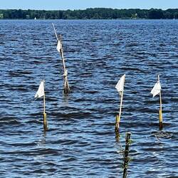 Das Zwischenahner Meer!