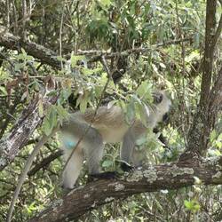 Grünmeerkatze - der Name scheint irreführend...