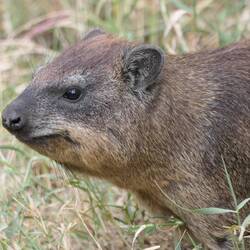 Neues Profilbild des Hyrax?