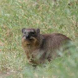 Hyrax