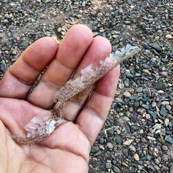 Am Camp finden wir eine Schlangenhaut