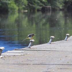 Juvenile Grey Wagtail on the pontoon