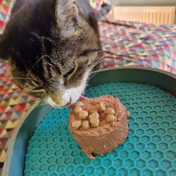 Happy 15th Birthday Abby the Tabby!