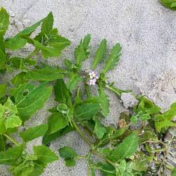 Ein einsames Blümchen am kalten Strand