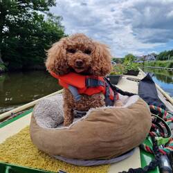 Tiger wasn't thrilled with her life jacket but enjoyed being on the roof