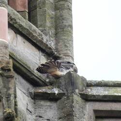 Stretching it's beautiful feathers