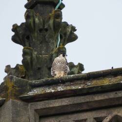 A fledgling Peregrine Falcon high up on the cathedral tower