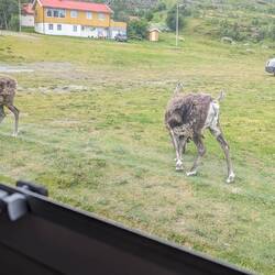 Aufwachen mit Rentiere 🤩