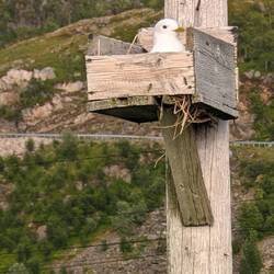 Brüten mit Meerblick 👍🏽