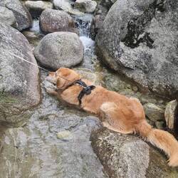 Leider nicht unser Hund