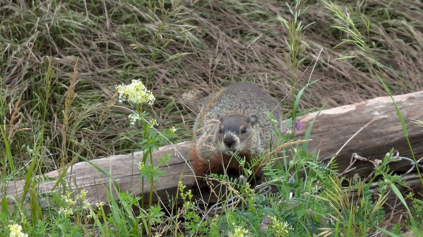 Morgengruss vom Groundhog